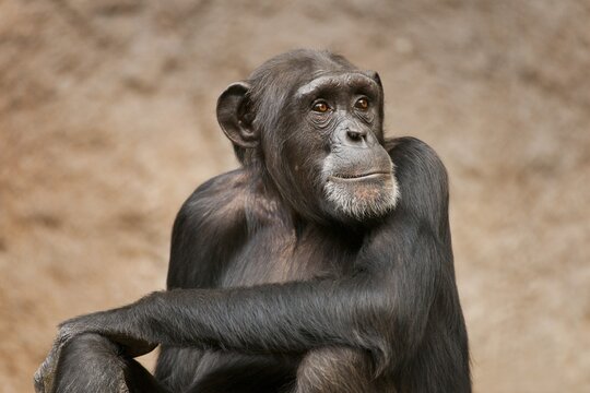 Western Chimpanzee or West African Chimpanzee (Pan troglodytes verus), captive, Saxony, Germany