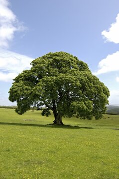 Maple tree South Devon England Grossbrittanien