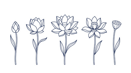 Delicate line art lotus flower designs illustrating bloom and natural transformation © matahari