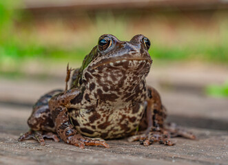 Naklejka premium Close up of brown spotted frog sitting on wooden surface during daytime in the summer sunlight