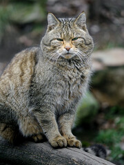 Obraz premium European wildcat