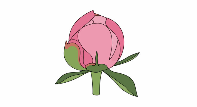 A closed pink peony bud with green sepals and stem