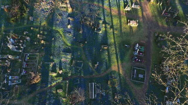 Aerial view of Bernardine Cemetery with gravestones and blue spring flowers under long tree shadows in Vilnius, Vilniaus apskritis, Lithuania.