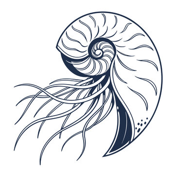 Nautilus shell with tentacles ocean life line art vector illustration, nautilus