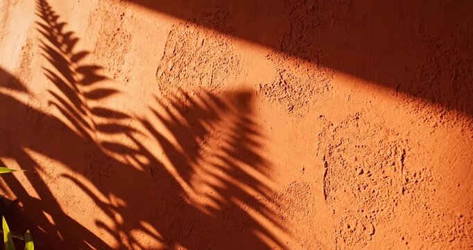 Palm tree shadows on wall.