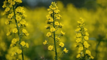 Obraz premium Golden Flower Stalks in Sunlit Field