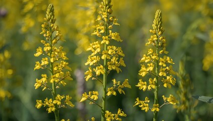 Fototapeta premium Spring Flowers with Soft Bokeh Background