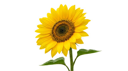 Obraz premium Vibrant sunflower with bright yellow petals isolated on transparent background
