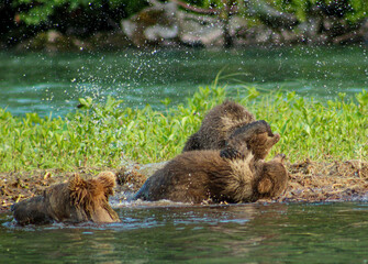 bear cubs playing by the water © Rachel