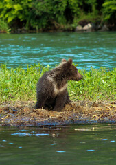 bear cub © Rachel