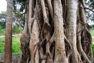 Naklejka premium Banyan tree with strangler fig infection with roots growing down to rainforest floor creating strange shaped and textures