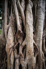 Naklejka premium Banyan tree with strangler fig infection with roots growing down to rainforest floor creating strange shaped and textures