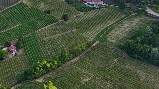 Aerial Drone View of Rolling Vineyard Hills and Farmhouses in Piedmont Italy