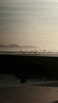 Vertical video: Launching individual gulls, flock skimming low along shore, wet sand prints rock