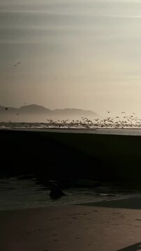 Vertical video: Launching seabird flock sweeping along shoreline, triggered by surf and wind