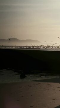 Vertical video: Lifting flock of seabirds moving along coastal shoreline at low tide, with wet sand
