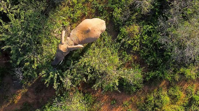 Aerial view of an African elephant walking through the dense green bushes and trees of Tumbeta Private Game Reserve, Thabazimbi, Limpopo, South Africa.