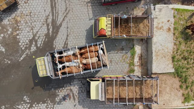 Aerial view of trucks loaded with cattle at Animal Market Prambanan with workers standing nearby on a paved lot in Kecamatan Prambanan, Jawa Tengah, Indonesia.