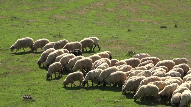Traditional Sheep Grazing in Mountain Valley. Flock of Sheep Grazing Mountain Pasture Summer Alps