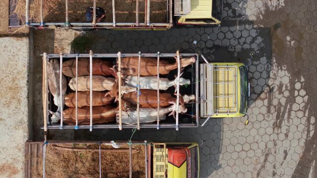 Aerial view of cows loaded in a truck at Animal Market Prambanan Kecamatan Prambanan, Jawa Tengah, Indonesia.