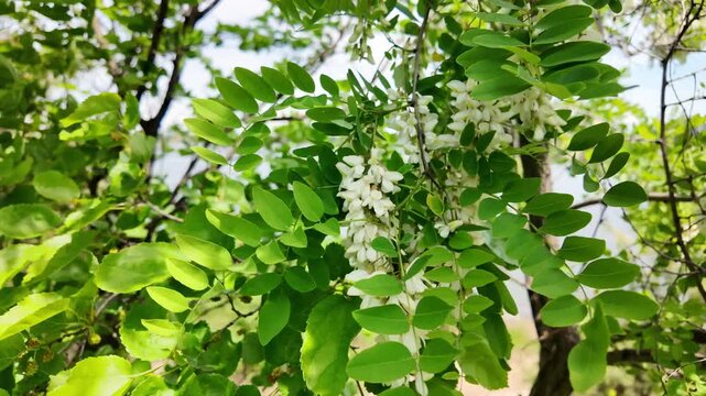 Slow motion close up of blooming white acacia flowers gently swaying in the spring breeze. High resolution cinematic nature footage with lush green leaves and soft bokeh.