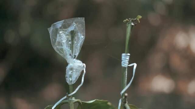 Plant Propagation Using Stem Cutting Method in Nursery