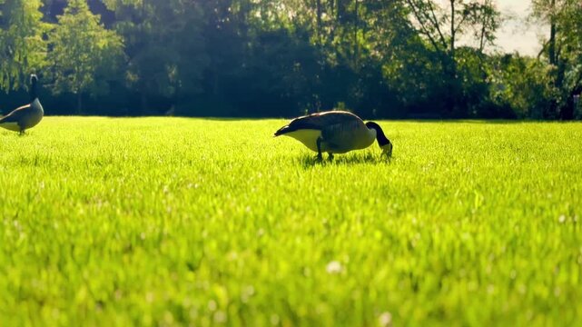 Kanadag&auml;nse beim Grasen auf einer sonnigen Wiese