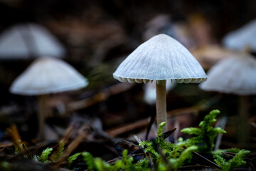 Fototapeta premium im Herbstwald Podlachiens, Ostpolen
