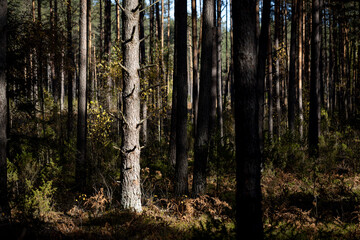 Fototapeta premium im Herbstwald Podlachiens, Ostpolen