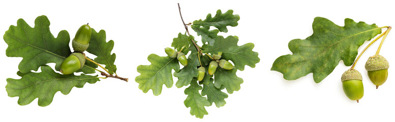 Three oak branches with green acorns and leaves, isolated on transparent background © Hchew