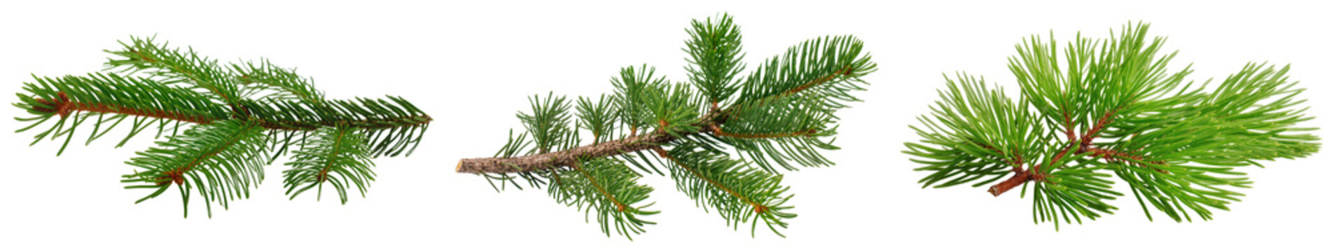 Three pine branches with green needles isolated on transparent background
