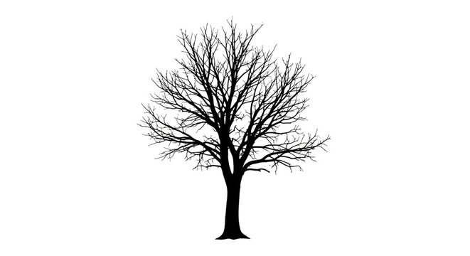 Silhouetted leafless tree with intricate branches against a stark white background symbolizing winter solitude and natural beauty in a minimalist high contrast style