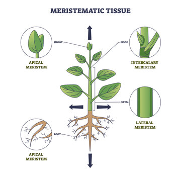 Meristematic tissue growth diagram illustrating apical, lateral, and intercalary regions that drive shoot, stem, and root development, key objects, plant stem, leaves, roots.