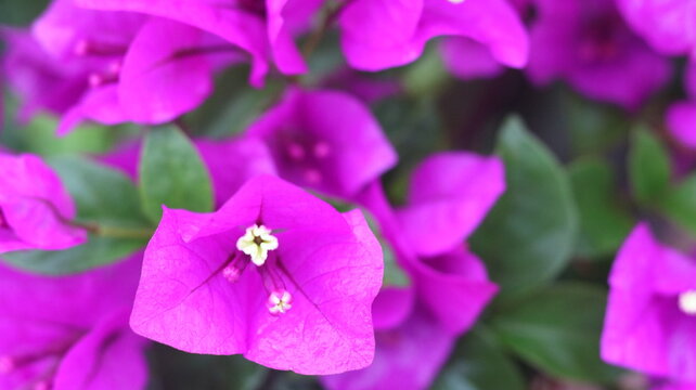 Beautiful Purple Bougainvillea Flowers Close-Up