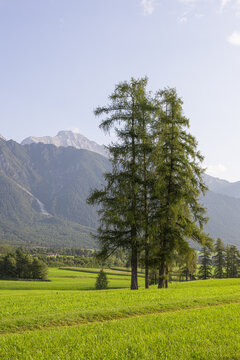 Two tall conifer trees in a green meadow in Mieming, Tyrol with mountains and forests in the background. A clean and peaceful alpine scene ideal for backgrounds, posters and wall art.