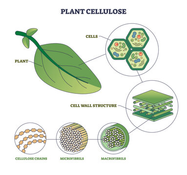 Plant cellulose illustrated, leaf, plant cells, and layered cell wall show chains to microfibrils, expressing the biopolymer s structure and strength in natural fiber architecture.