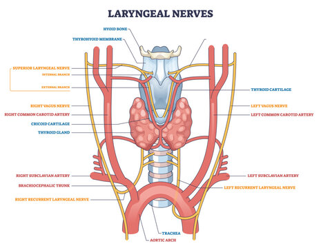 Laryngeal nerves diagram showing neural paths around the larynx, highlights recurrent laryngeal nerves, vagus nerves, and thyroid gland to explain voice and airway control. Outline diagram