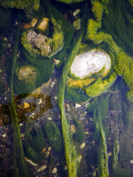 Musgo en el agua del arroyo