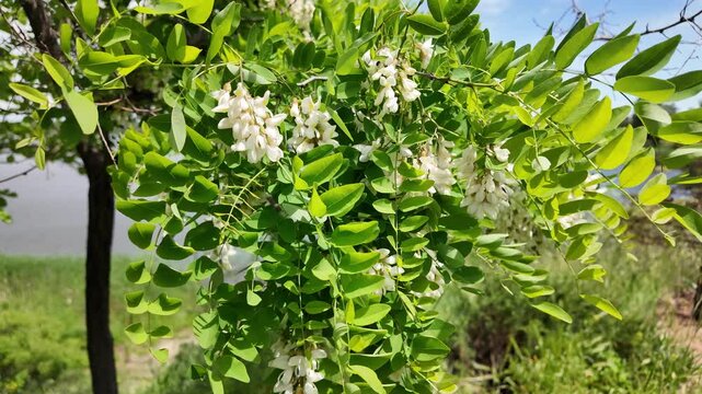 Slow motion close up of blooming white acacia flowers gently swaying in the spring breeze. High resolution cinematic nature footage with lush green leaves and soft bokeh.