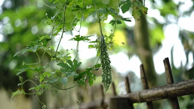 Tropical Agriculture: Raw Bitter Gourd Vegetable with Textured Skin