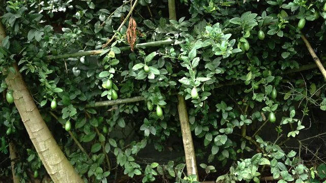 Raw Citron Lime Fruits Growing on Tree with Lush Green Foliage