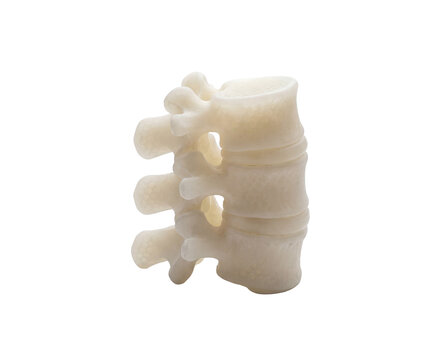Detailed 3D Printed Human Vertebrae Model on White Background.