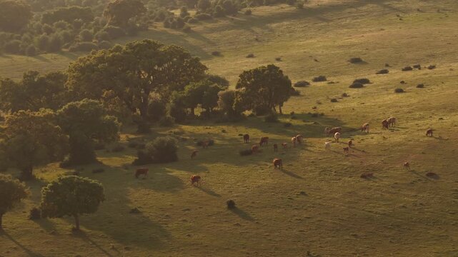 Aerial view of cows grazing in a sunlit pasture with scattered trees and rolling hills during golden hour in Portugal.