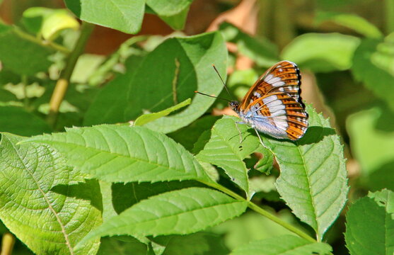 Kleiner Eisvogel (Limenitis camilla)