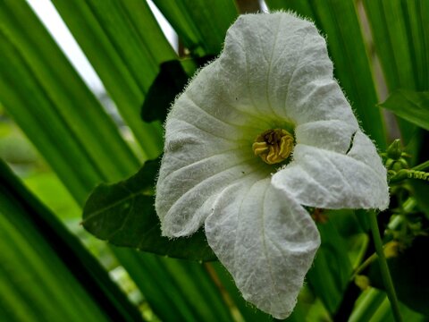Close-up view of the delicate white flower of Coccinia grandis, commonly known as ivy gourd or scarlet gourd, showcasing its natural beauty and fresh green foliage. Ideal for botany, vegetable plants,