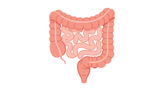 Human Large Intestine Anatomy.