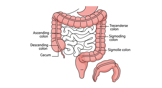 Human Large Intestine Anatomy.