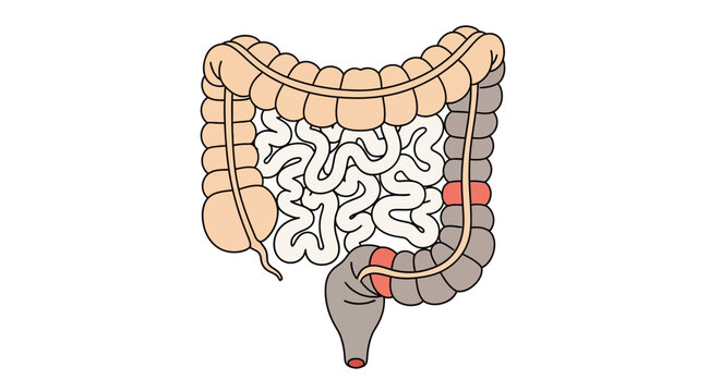 Human Large Intestine Anatomy.