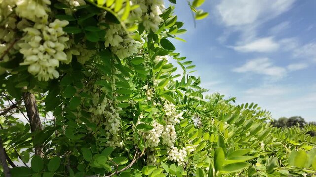 Slow motion close up of blooming white acacia flowers gently swaying in the spring breeze. High resolution cinematic nature footage with lush green leaves and soft bokeh.
