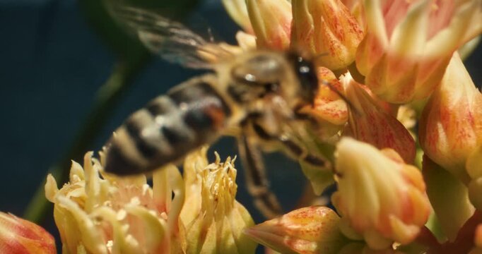 Extreme closeup of bumblebee buzzing over yellow flowers in slow motion